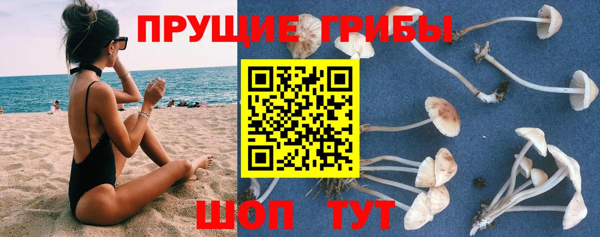 Галлюциногенные грибы GOLDEN TEACHER  Вход с VPN  Балашов 